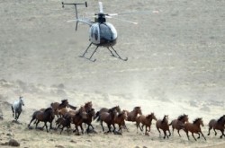 Watchdog: Feds sold horses for slaughter to rancher with reported political ties